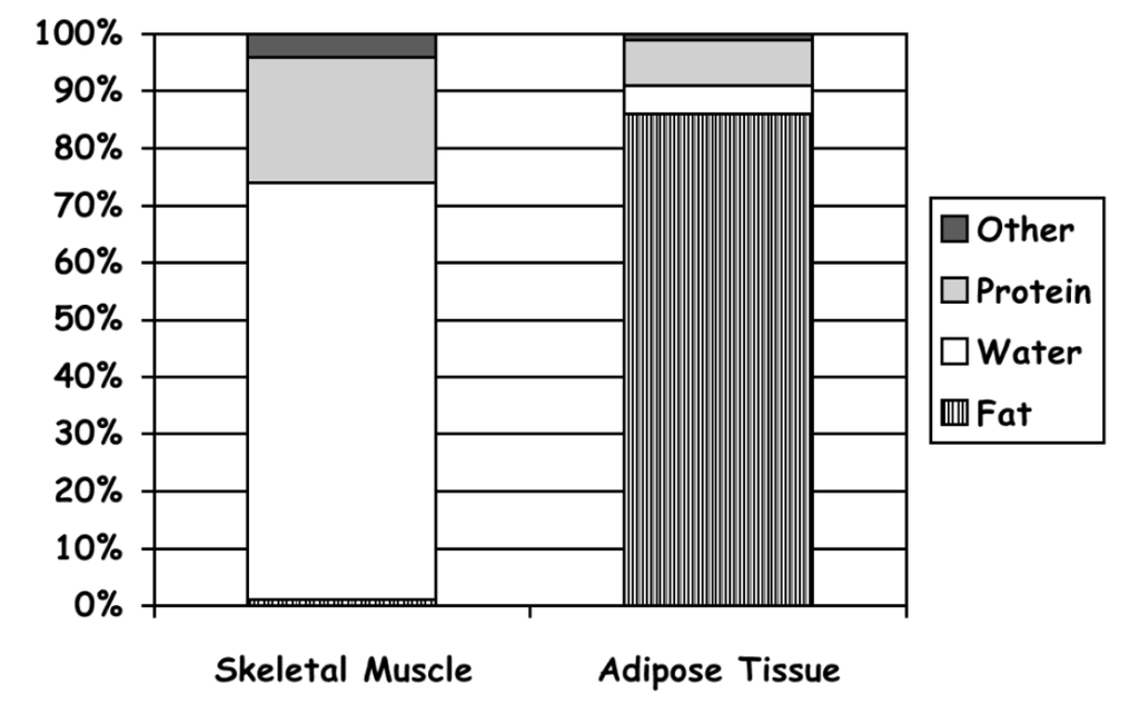 muscle and fat composition