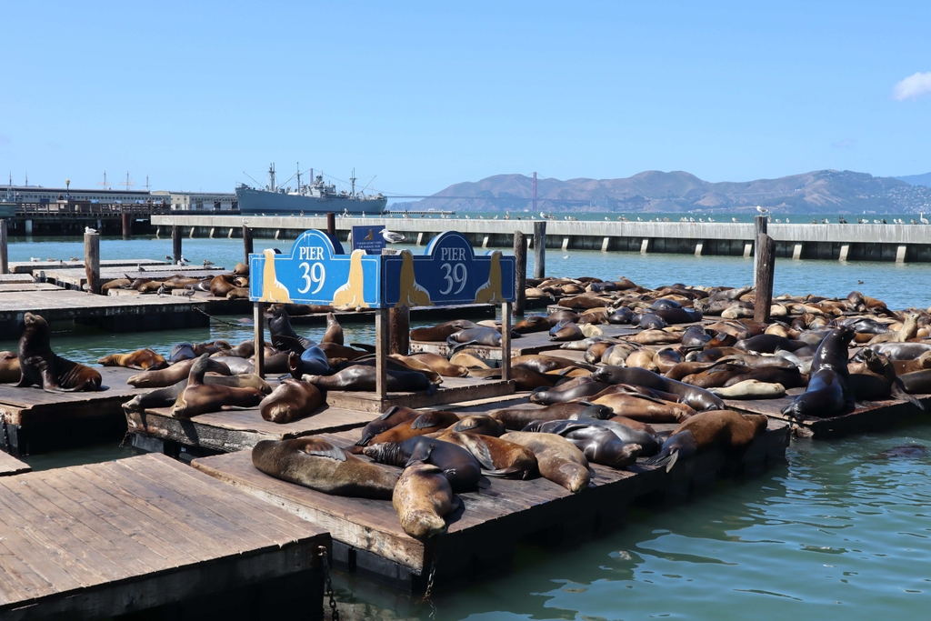 pier 39 sea lion